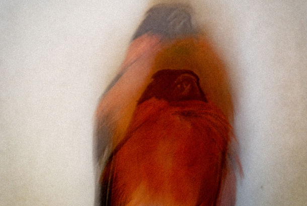 død Dompap fotograferet på lang lukkertid