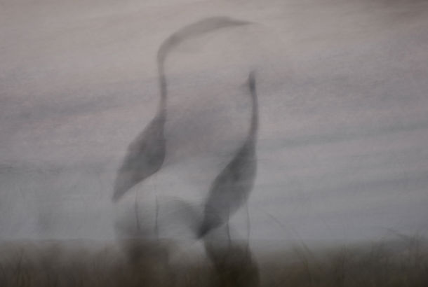 Fiskehejre fotograferet på langlukkertid